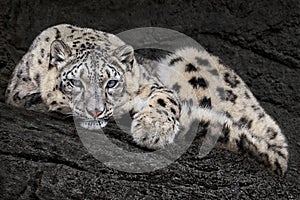 Resting Snow Leopard II