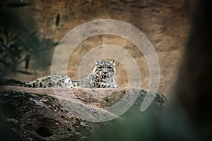 Resting snow leopard.