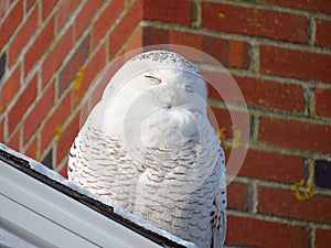 Resting snowy owl smiling in sunlight.