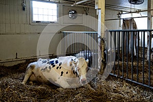 Resting, solitary white spotted cow in cowshed, waiting for automatic industrial milking rotary system in modern diary