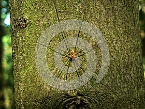 Resting spider on a tree bole photo