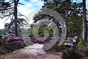 Resting spot in heathland photo