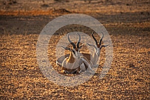 Resting Springbok in a dry desert riverbed