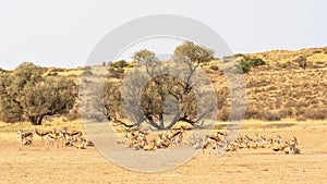 Resting Springbok Herd
