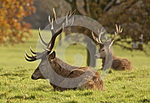 Resting stags photo