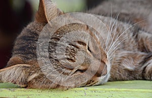 Resting Tiger Cat Asleep in the Days Heat