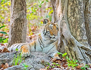 Resting Tigress