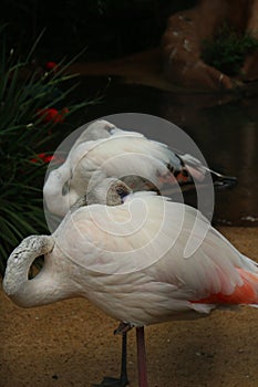 Resting time for birds