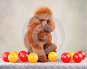 Resting toy poodle