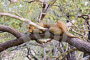 Resting in a tree