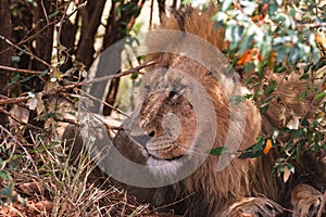 Resting under a bush african lion. Masai Mara, Kenya