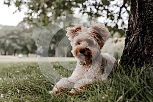 Resting under a tree, a Toy Poodle enjoys the shade with twitching ears photo