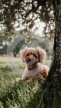 Resting under a tree, a Toy Poodle enjoys the shade with twitching ears photo