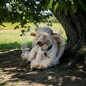 Resting under a tree, a Toy Poodle enjoys the shade with twitching ears photo