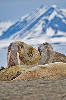 Resting Walrus, Arctic, Svalbard, Norway