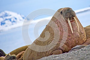 Resting Walrus, Arctic, Svalbard, Norway