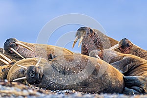 Resting walruses on a beach