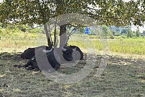 Resting water buffaloes Bubalus bubalis in front of industrialized buildings and a highway