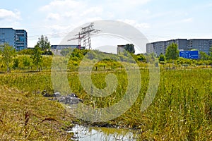 Resting water buffaloes Bubalus bubalis in front of industrialized buildings, a power line and a highway