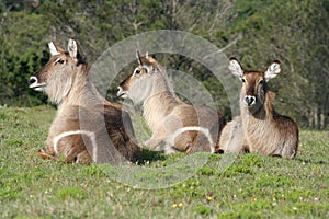 Resting Waterbuck