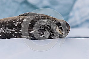 Resting Weddell Seal near Cuverville island