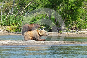 Resting wild bears on the shore of Kurile Lake in Kamchatka