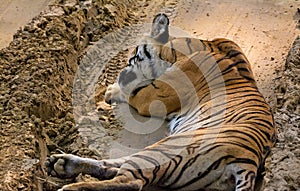 Resting wild tigress