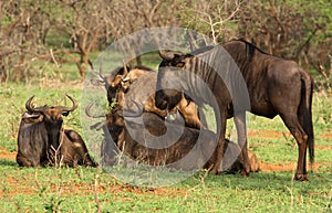 Resting Wildebeest