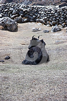 Resting yak with stone fence in background, Everest trek, Himalaya, Nepal