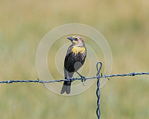 Resting yellow-headed blackbird