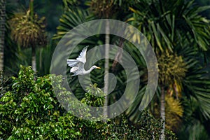 After resting, the yellow-headed heron quickly followed the group and flew south after turning right in the wind!