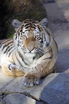 Resting young Amur tiger, Panthera tigris altaica