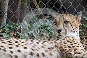 Resting Young Cheetah in Captivity