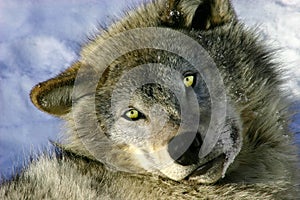 Resting Young Gray Wolf