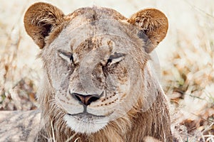 Resting young lions Botswana Africa safari wildlife