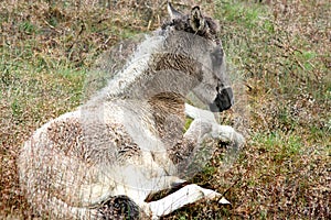 A resting young, little Icelandic foal