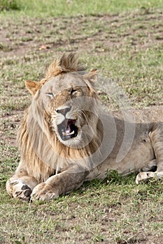 Resting young male lion in the Masai Mara National