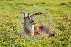 Resting young Sable antelope