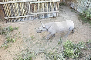Restless black rhino being kept in an enclosure photo
