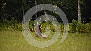 Restless Bull Elk Lays In Open Meadow