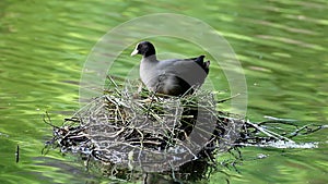 Restless coot and her nest, Brummen, the Netherlands