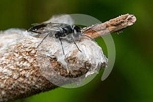 Restless Crabronid Wasp - Genus Astata