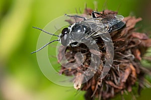 Restless Crabronid Wasp - Genus Astata