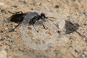 Restless Crabronid Wasp - Genus Astata