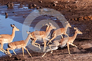 Restless Impalas near a waterhole