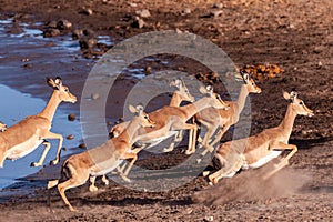 Restless Impalas near a waterhole