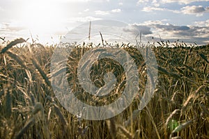 Restless wheat in the fields of Central Europe