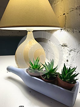 Restorant interior decoratiing arrangement with lamp and succulents