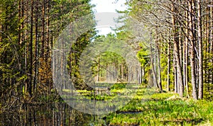 Restoration of bog ecosystem