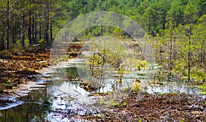 Restoration of bog ecosystem in Estonia